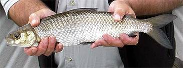 Record photograph for Coregonus clupeoides